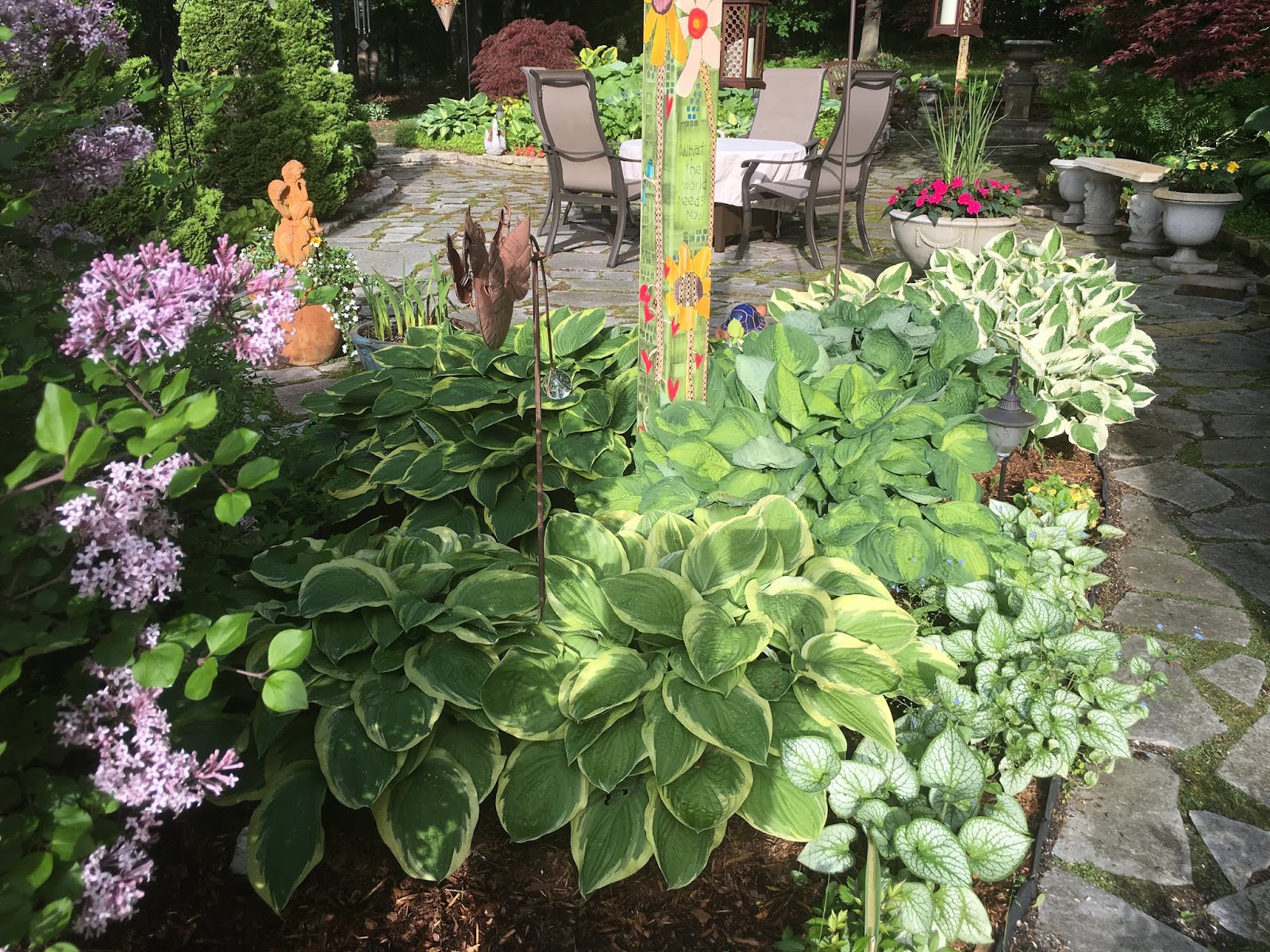 Dwarf Korean Lilac Syringa Shrub Pack Of Two In Bud And Bloom