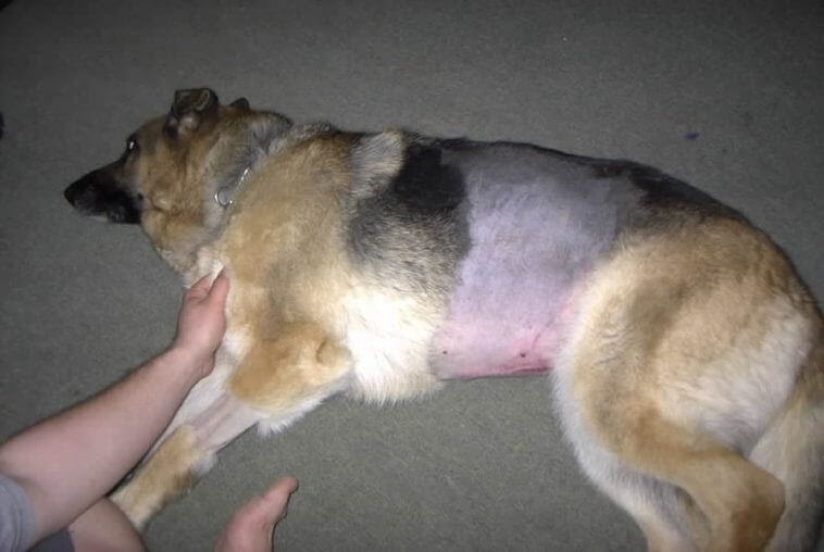 Bloat Kills 60 Of Dogs That Get It ! Here Is What You Must Know