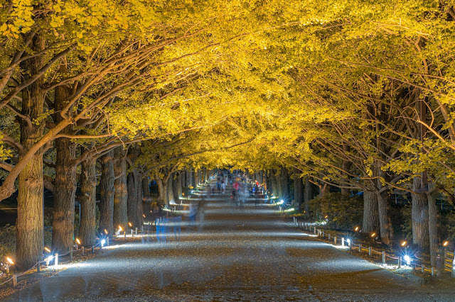 昭和記念公園,紅葉,銀杏,ライトアップ