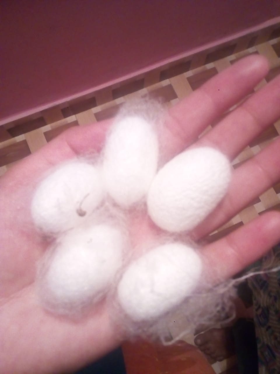 What is SilkwormHow does silkworm make silk रेशम का कीड़ा कैसे रेशम तैयार करता है?