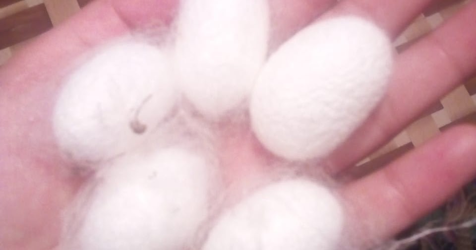 What is SilkwormHow does silkworm make silk रेशम का कीड़ा कैसे रेशम तैयार करता है?