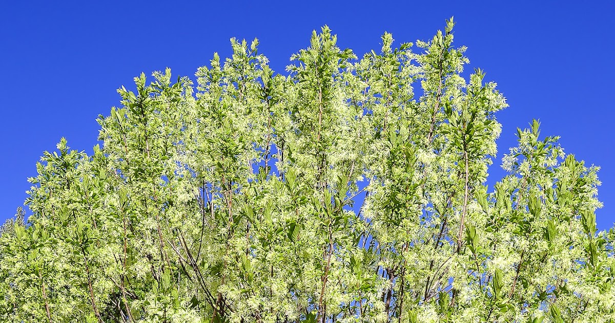 Ask A Master Gardener Oklahoma Proven Plant Selections for 2017