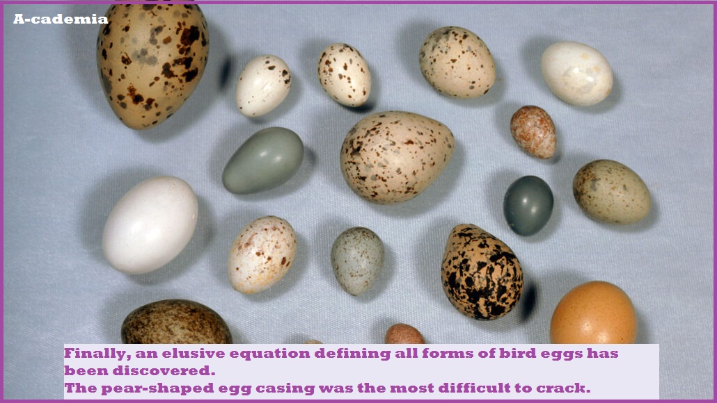 Finally, an elusive equation defining all forms of bird eggs has been discovered.