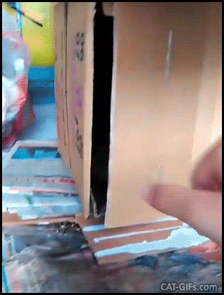 Funny Cat GIF • Cat closes the door of his cardboard fort. “A little Privacy, please hooman!” Funny Cat GIF • Cat closes the door of his cardboard fort. “A little Privacy, please hooman!”
