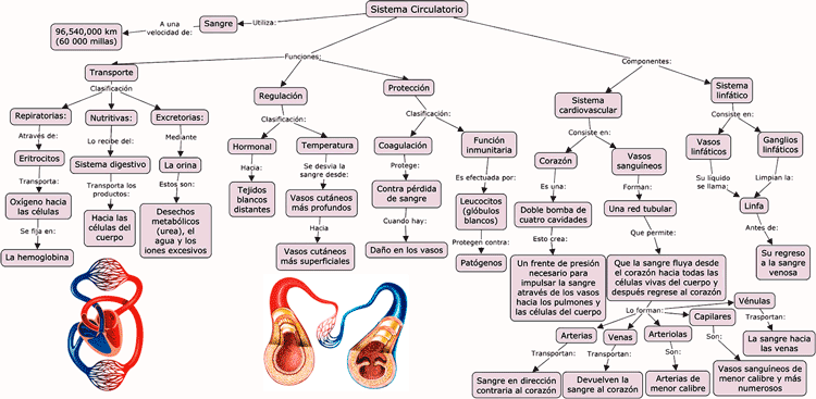 imagen de un mapa conceptual del sistema circulatorio completo