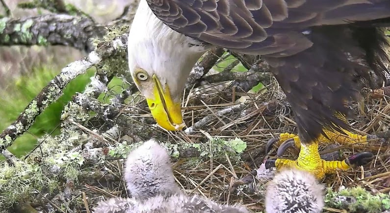 Eagles and Nature with chris7: Cuteness at the Northeast Florida and