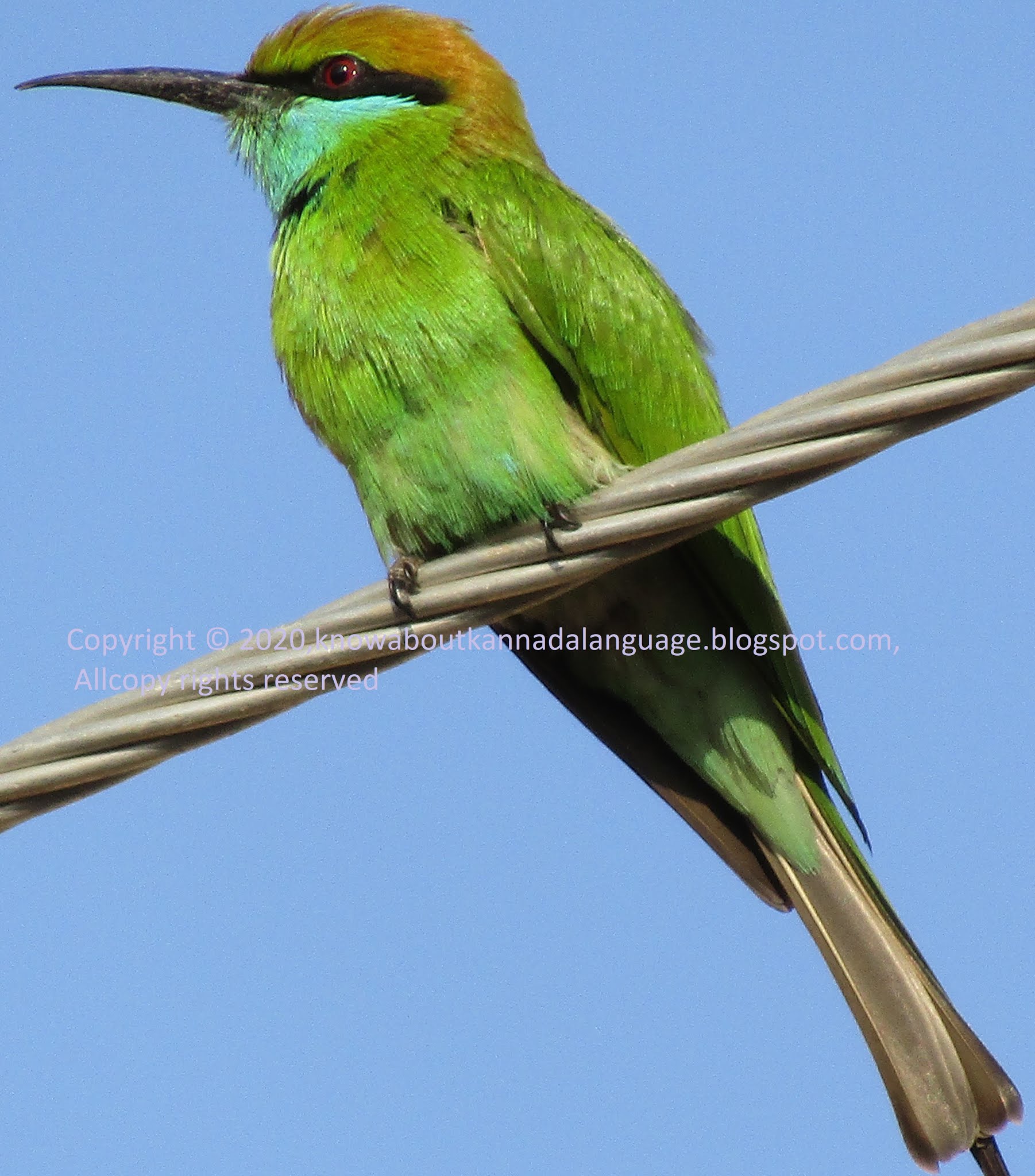 know about kannada and Karnataka State Bird of Karnataka Indian