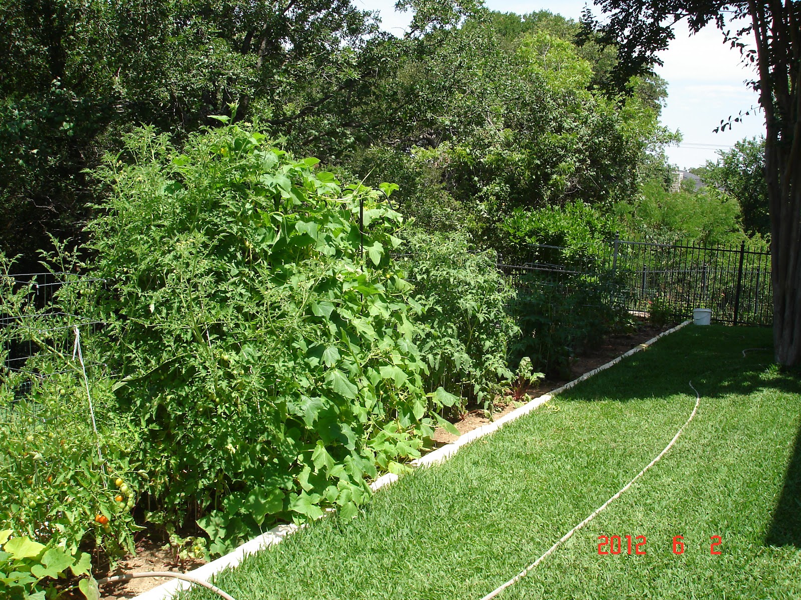 Living Small The Edible Hedge