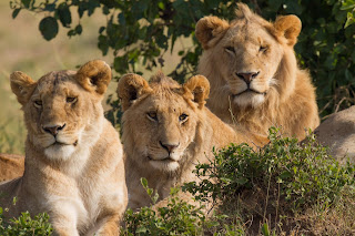 Masai Mara'da bir dişi aslan (solda) ve iki erkek aslan.