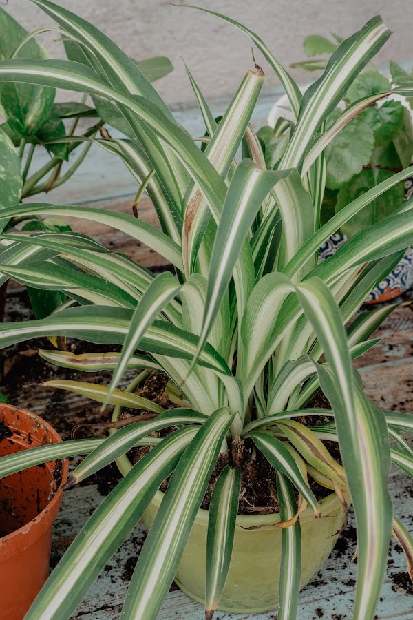 plantas que purifican el aire