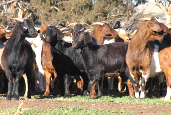 meat goat breeds, top 10 meat goat breeds, goat breeds, meat goats, best meat goat breeds, best goat breeds for meat, meat goat farming, popular meat goat breeds, rangeland goat