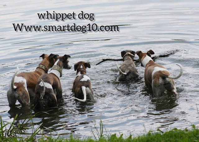 italian grayhound whippet