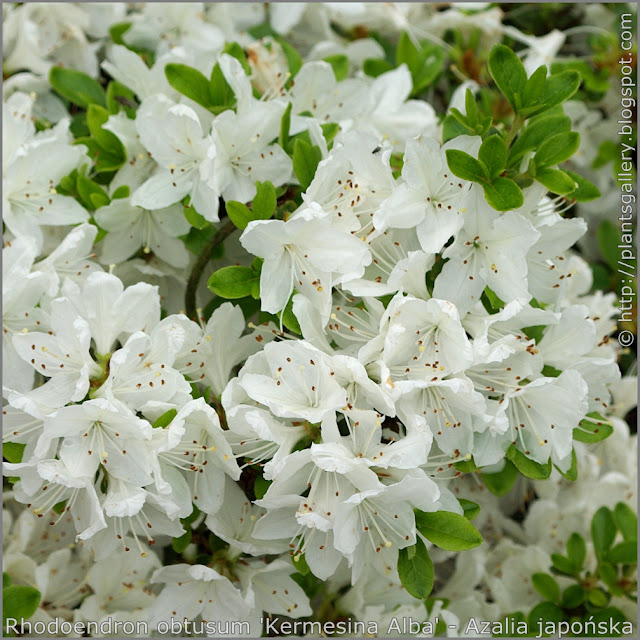Rhododendron obtusum 'Kermesina Alba' flowers - Azalia japońska  'Kermesina Alba' kwiaty