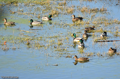 Ànec collverd (Anas platyrhynchos)