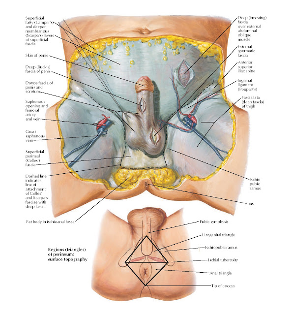 Male Perineum and External Genitalia (Superficial Dissection) Anatomy