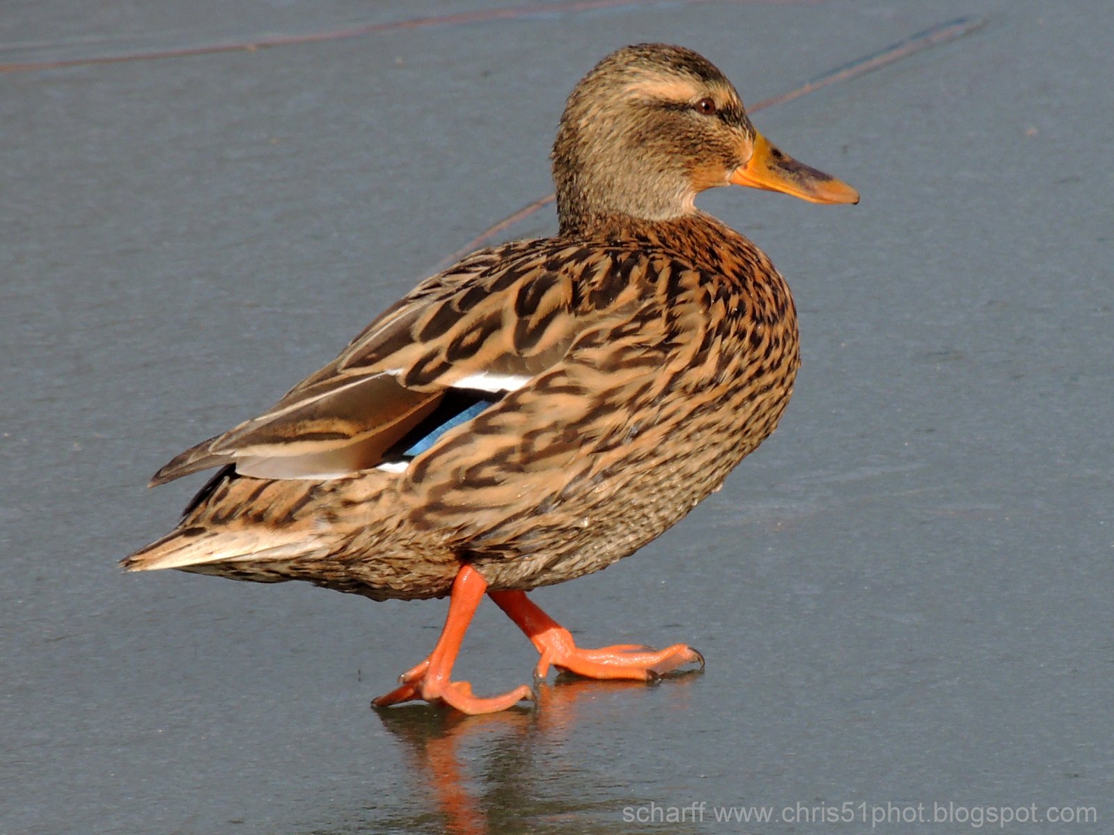 photosnature et pol cane colvert marchant