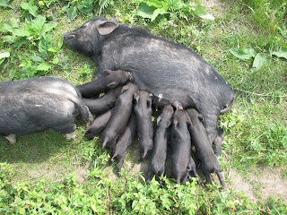 Yavrularını emziren bir domuz