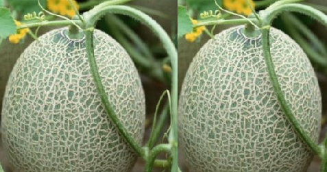 Melon meaning in tamil, telugu, marathi, kannada, malayalam, in hindi