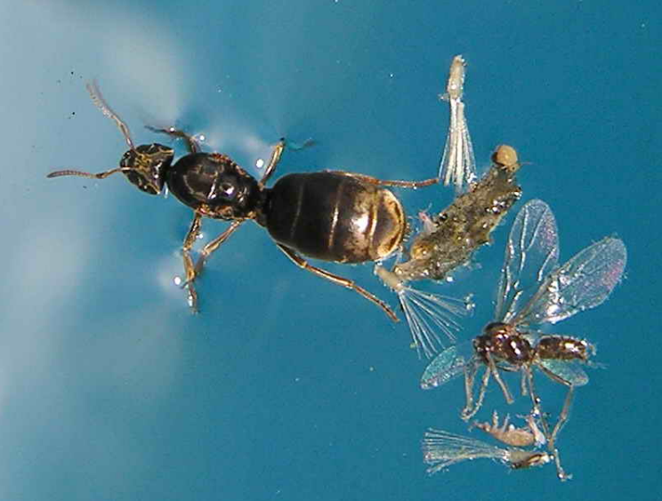 Fun Science FactsAnts can survive underwater. MooMooMath and Science