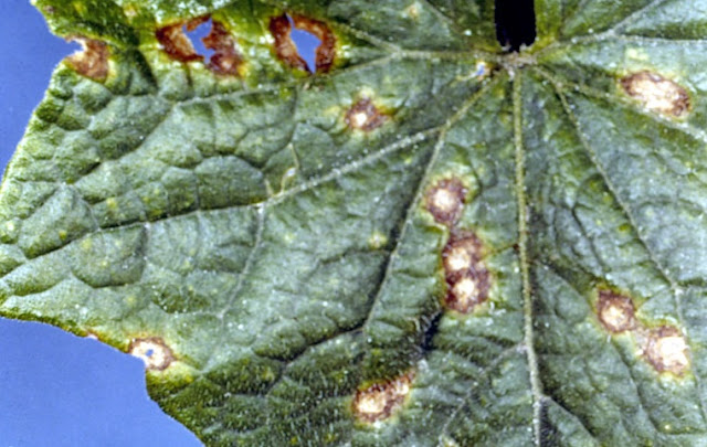 Anthracnose of Cucurbitaceous crops