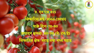 Varieties of Tomato in Nepal | Lok sewa Aayog 2020