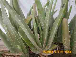 ঘৃতকুমারীর উপকারিতা,Amazing Benefita Of AloeVera