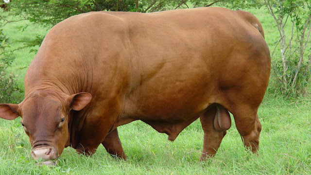 Touro senepol no pasto