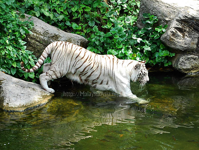 Singapore White Tiger Photography