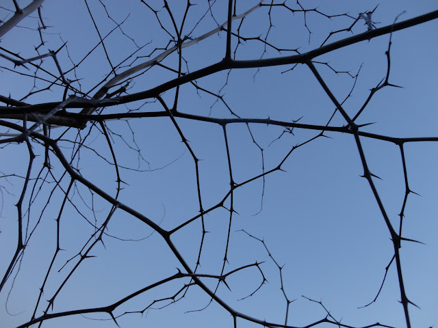 RAMAS JÓVENES DE AZUFAIFO EN INVIERNO MOSTRANDO LAS PÚAS