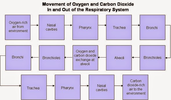 COMPONENTS OF HUMAN AIR PASSAGEWAY « SimpleBiology