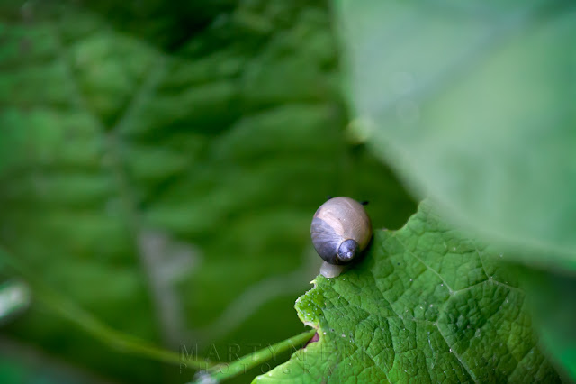 Snail slithers of a green leaf in the undergrowth at Fen Drayton