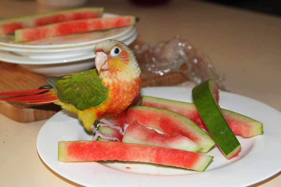 Qiwi попугай. можно киви попугаям. Tcn kb gjgeufq djkybcnsq rbdb. можно киви попугаям. можно киви попугаям.