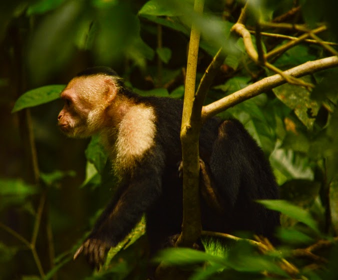 Travel Wish List: Chasing Monkeys in Costa Rica // The-Lifestyle-Project.com