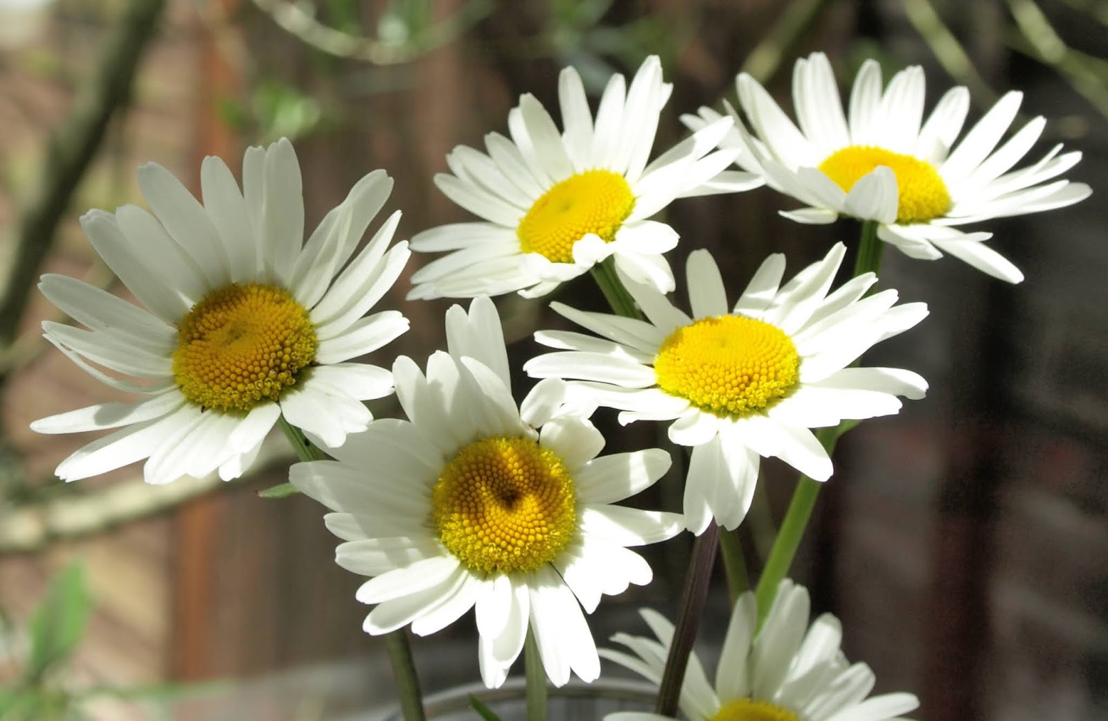 Raw Edible Plants Edible wild plants for June