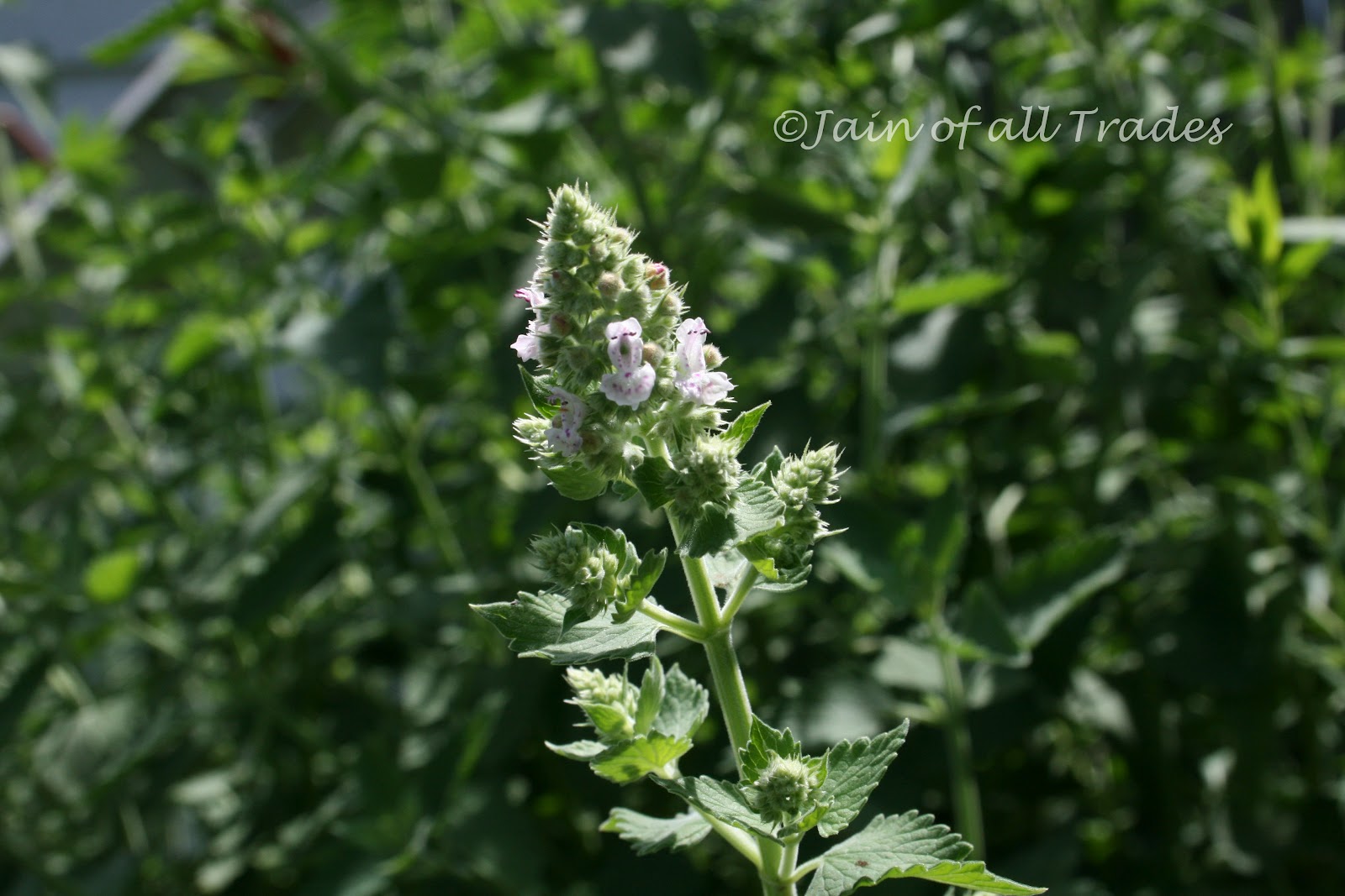 Jain of all Trades Catnip More Than Just Cat Drugs!
