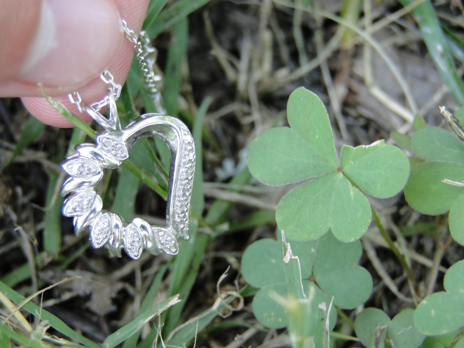 STHS AP Biology LongDay Plant