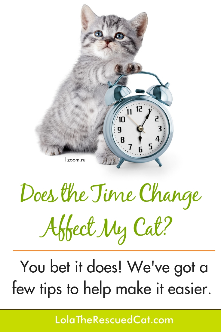 Does The Time Change Affect My Cat? You Bet It Does! Lola The Rescued Cat
