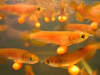 cara-panen-ikan-arwana.jpg