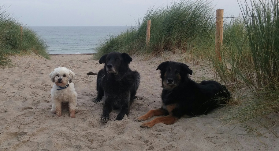 Urlaub mit Hunden in Graal Müritz