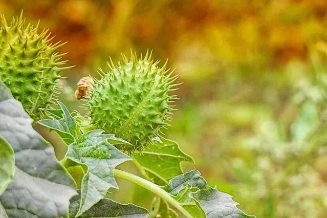 Mythos von der Datura – Märchen aus Mexiko Huichol Mythos von der Datura – Märchen aus Mexiko Huichol