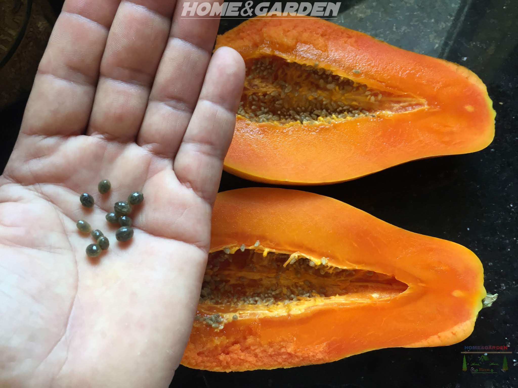 How To Grow Papaya From Seeds indoors