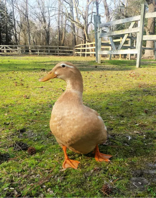 All About The Saxony Duck Breed Fresh Eggs Daily® with Lisa Steele