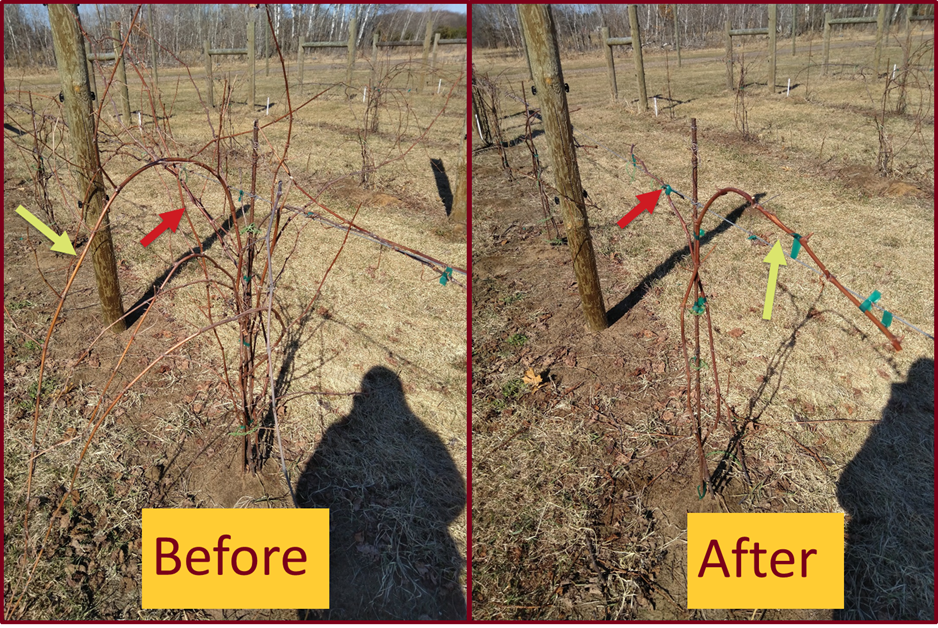 Building New Grapevine Cordons Only Strong Wood Allowed