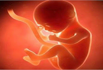 تطور الجنين في الشهر الخامس