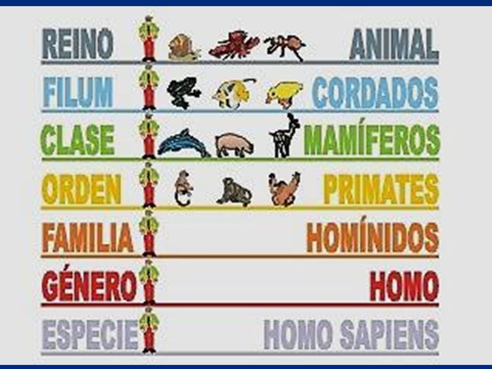 Taxonomía del movimiento humano