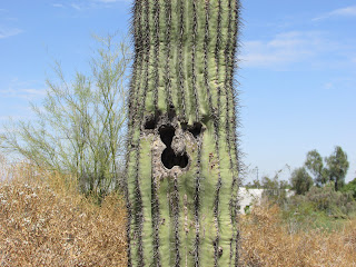 Face in Saguaro Cactus