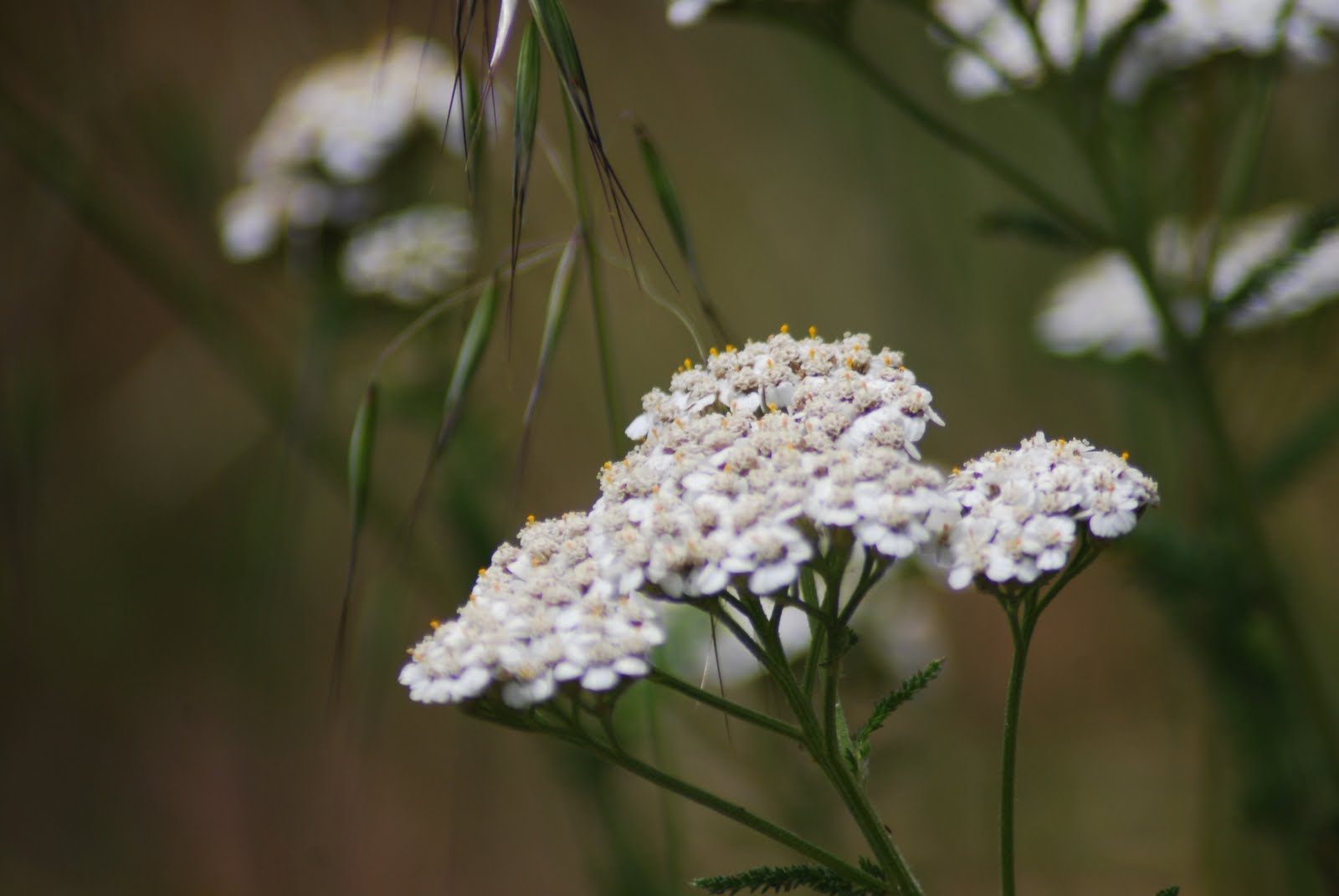 California Wildflowers: Native Medicinals