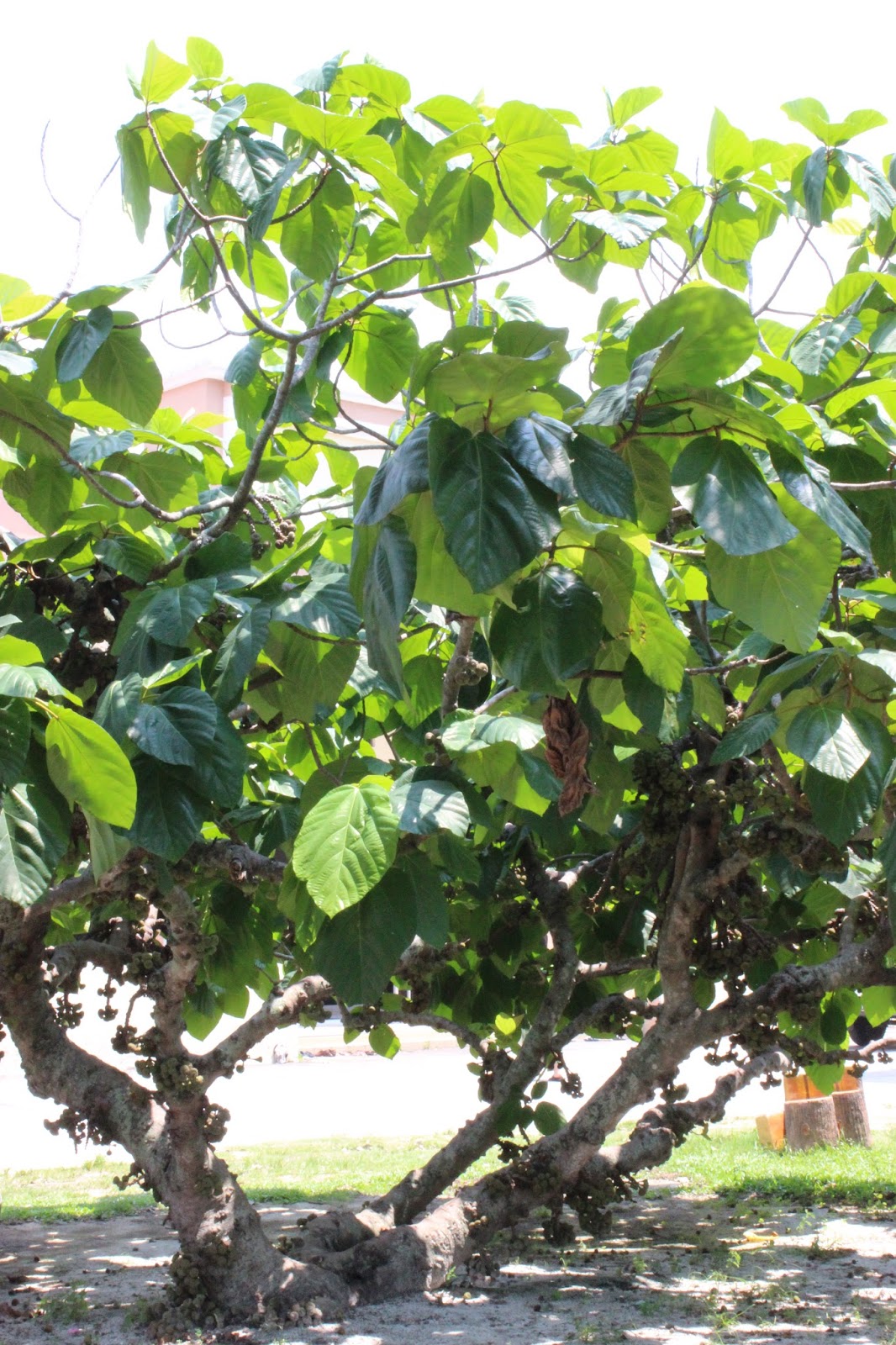 Hang Kebun: POHON TIN