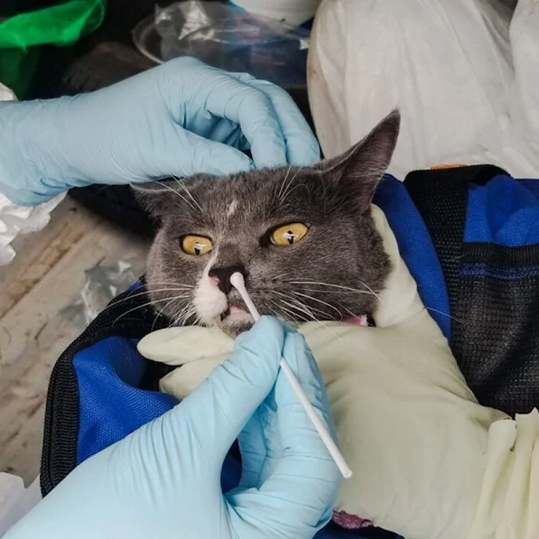 Testing cats for Covid-19 in Texas. Photo: Texas A&M College of Veterinary Medicine and Biomedical Sciences