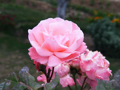 Natural pink roses